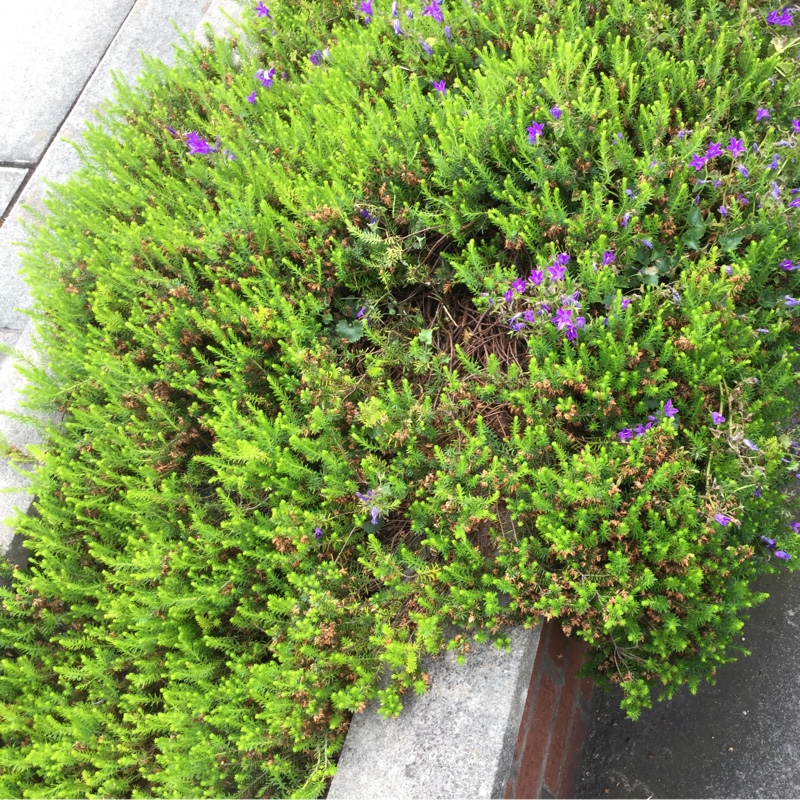 Plant image Erica carnea
