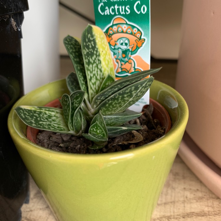 Plant image Gasteria Brevifolia Variegata