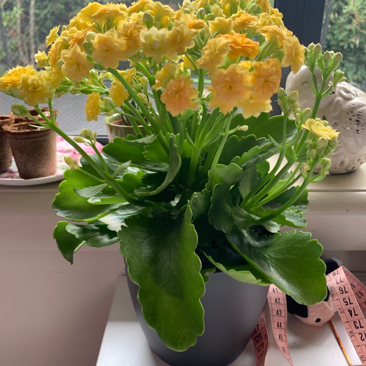 Plant image Kalanchoe x blossfeldiana 'Sally'