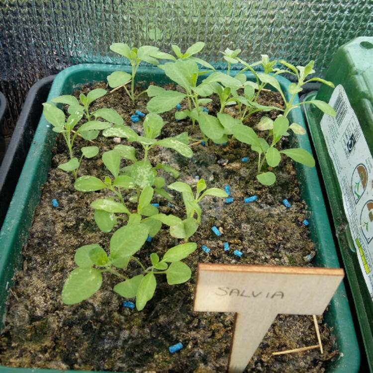 Plant image Salvia Microphylla 'Blue Note'