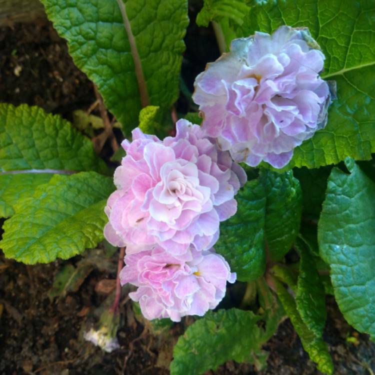 Plant image Primula belerina 'Pink Champagne'