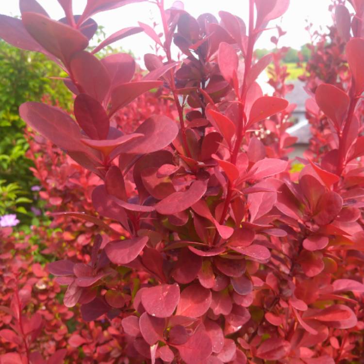Plant image Berberis thunbergii 'Rose Glow'
