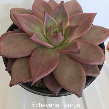 Echeveria Agavoides Sirius