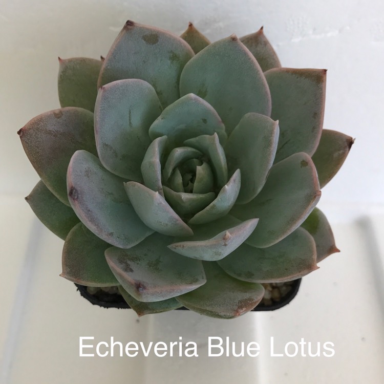 Plant image xSedeveria Blue Lotus