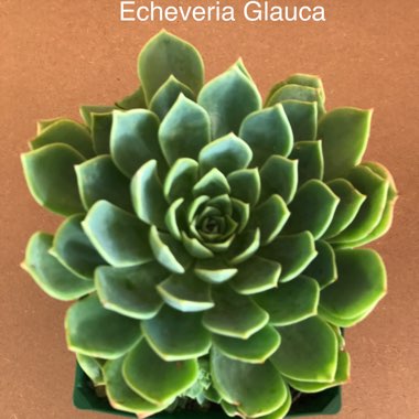 Echeveria Secunda