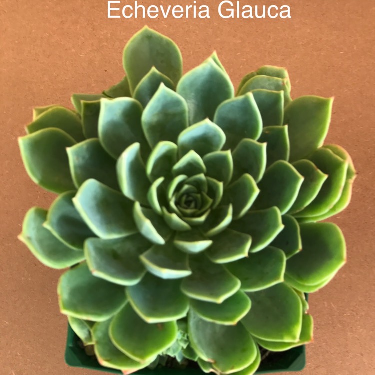 plant image 409878