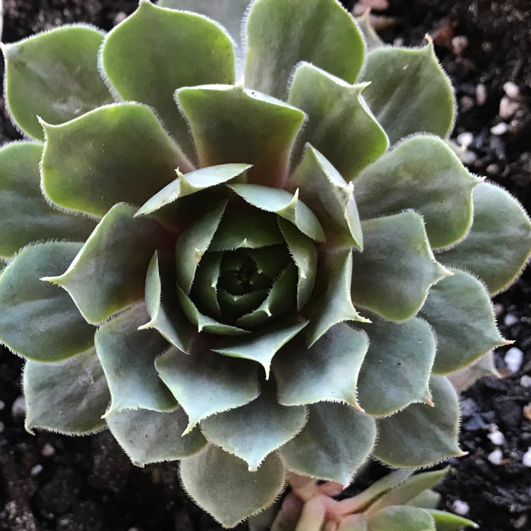 Plant image Sempervivum Purple Haze