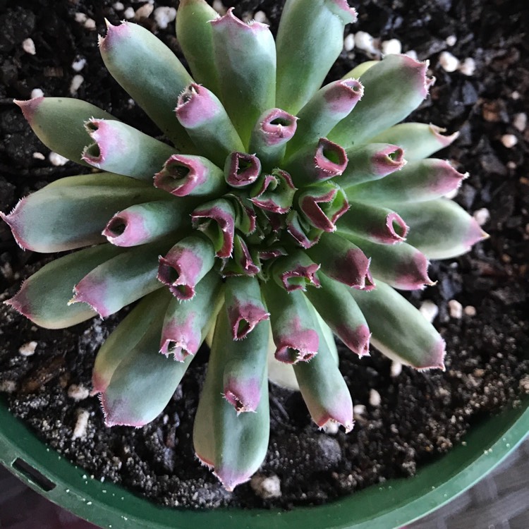 plant image 409890