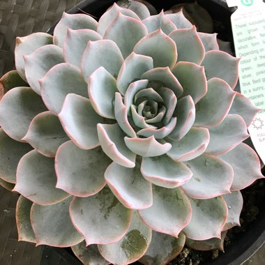 Echeveria Desmetiana v. Subsesslis