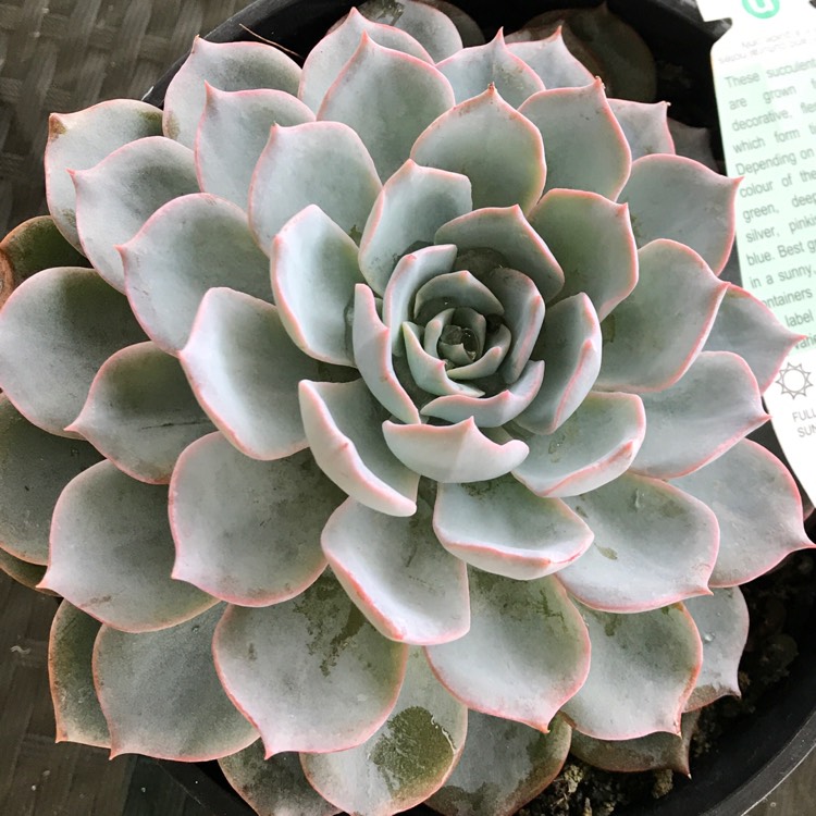 plant image 409913