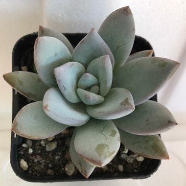 Pachyveria 'Powder Puff'