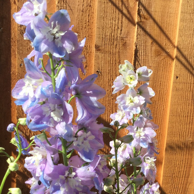 Plant image Delphinium 'Guardian Lavender' (Guardian Series)