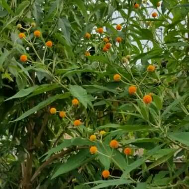 Karen's garden