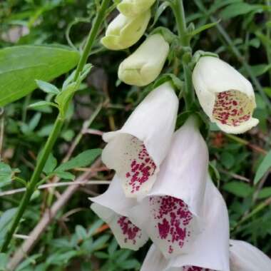 Karen's garden