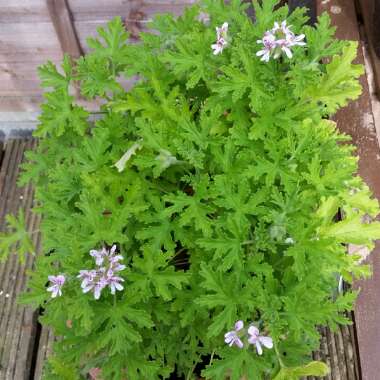 Karen's garden