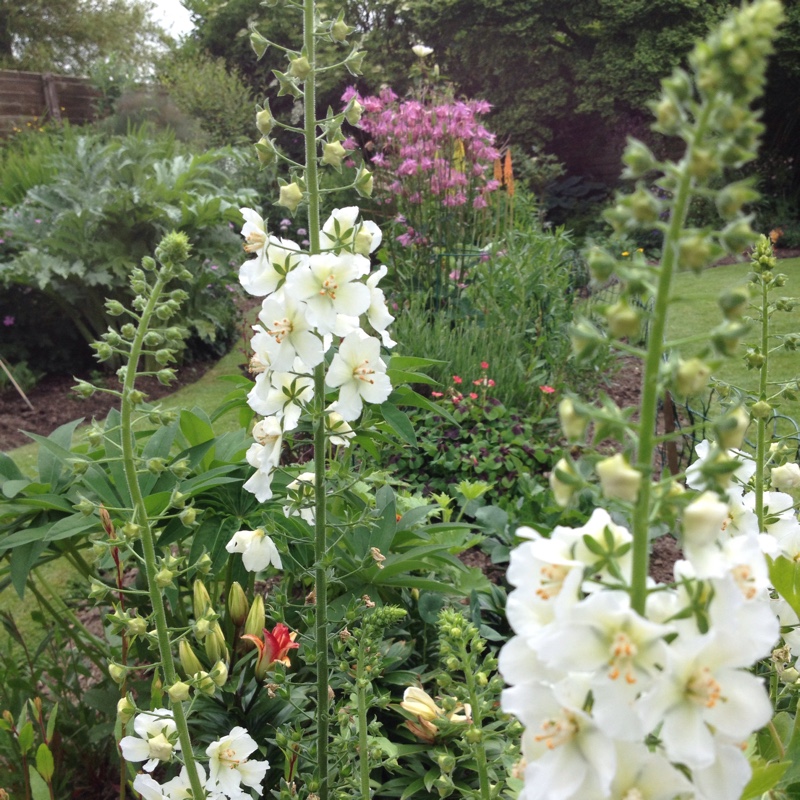 Plant image Verbascum x hybrida 'Southern Charm'