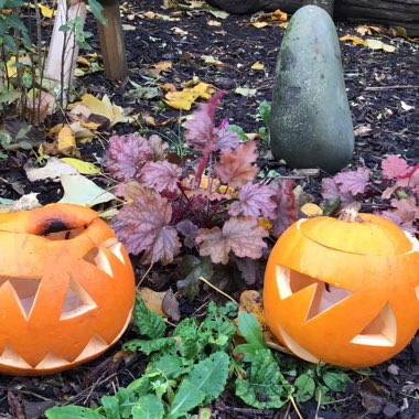 The Mount Pleasant Inn's garden