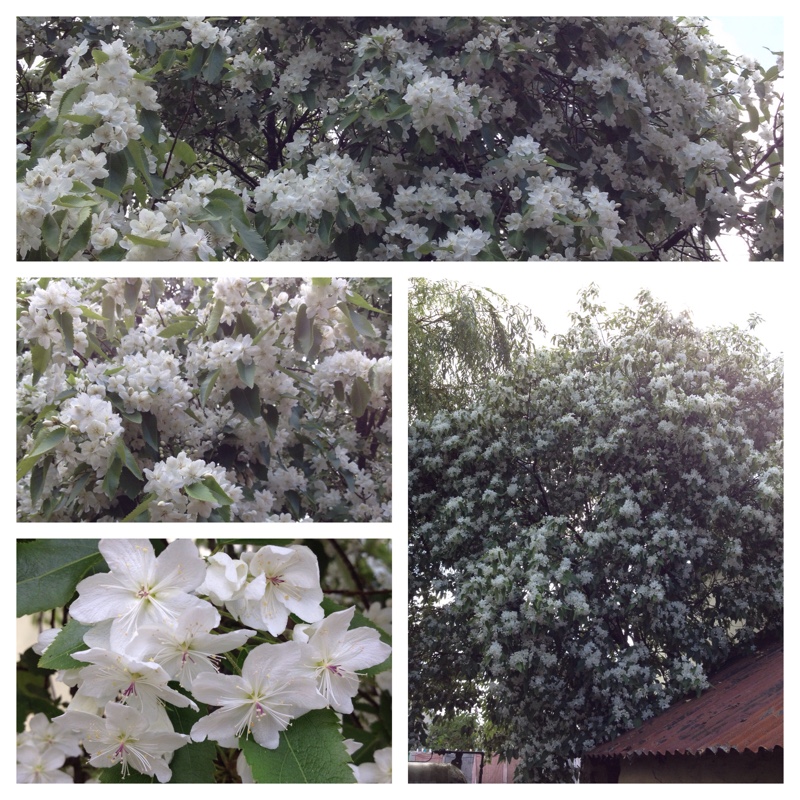 Plant image Hoheria Sexstylosa