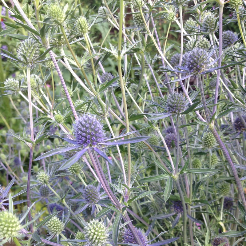 Plant image Eryngium planum 'Blue Hobbit'