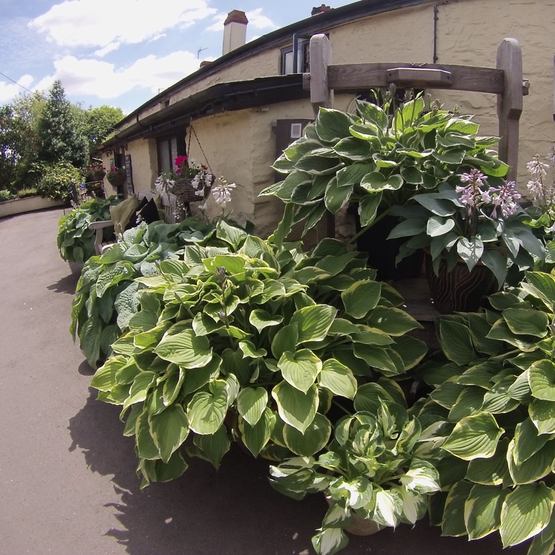plant image 179159
