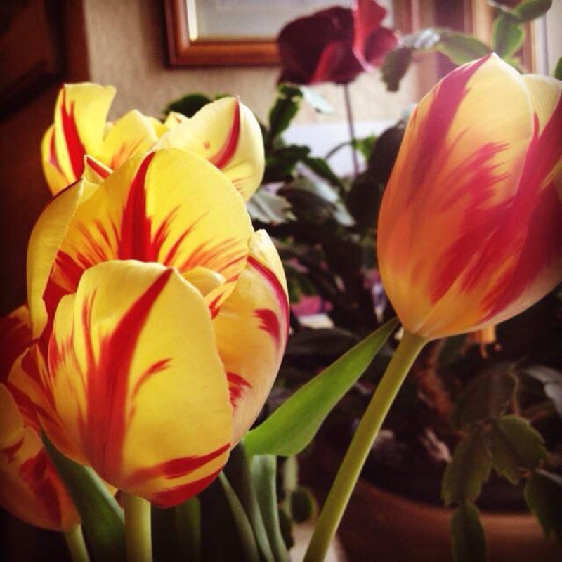 Tulipa