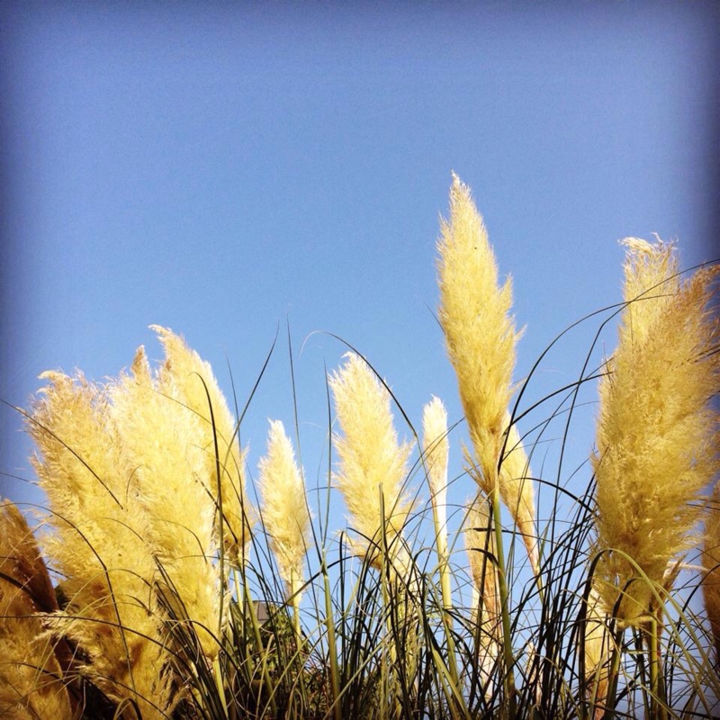 Plant image Cyperus papyrus