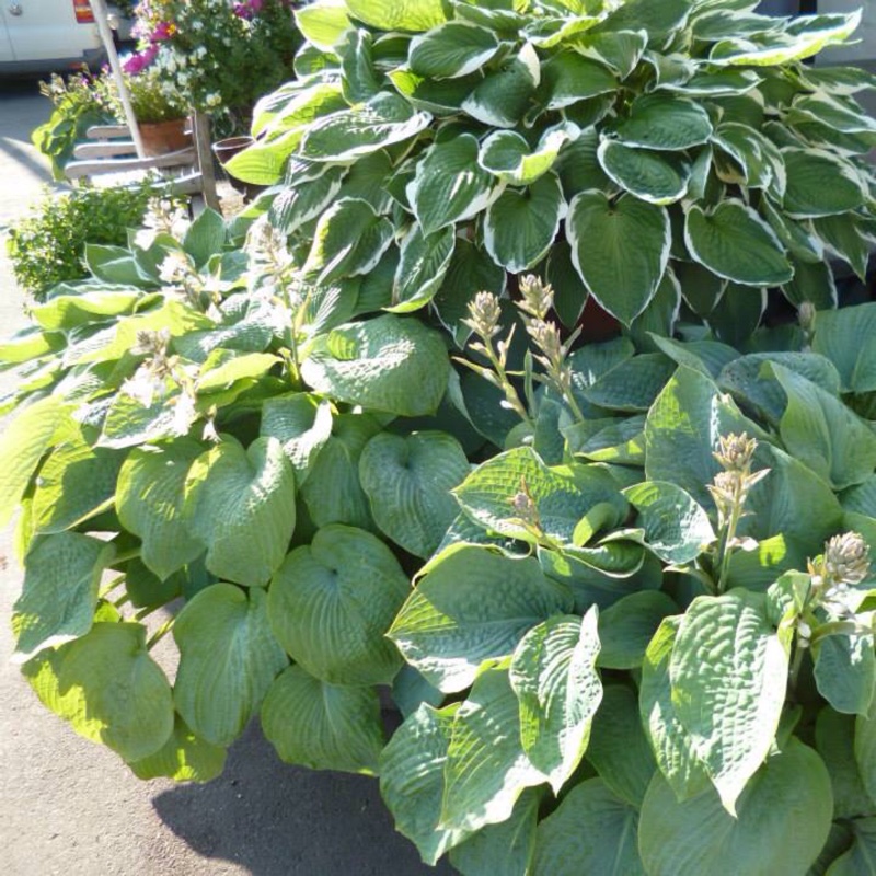 plant image 26635
