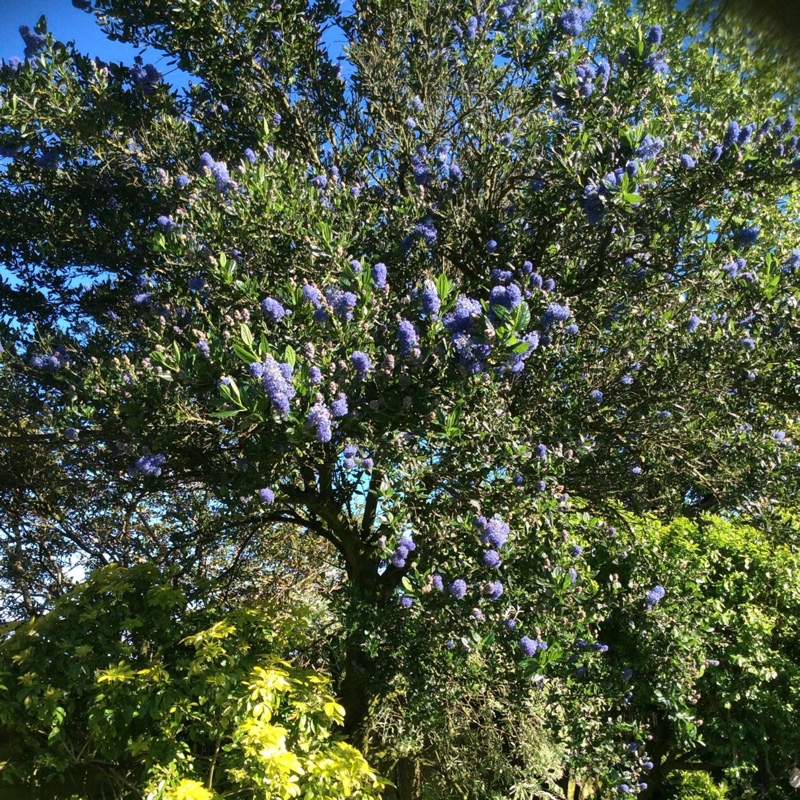 Plant image Ceanothus 'Pin Cushion'