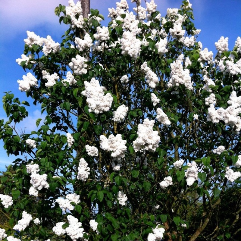 Plant image Syringa vulgaris 'Madame Lemoine'