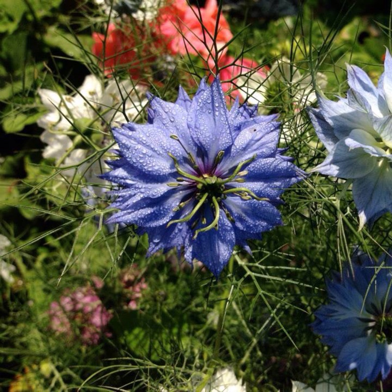 Plant image Nigella damascena 'Persian Jewels'