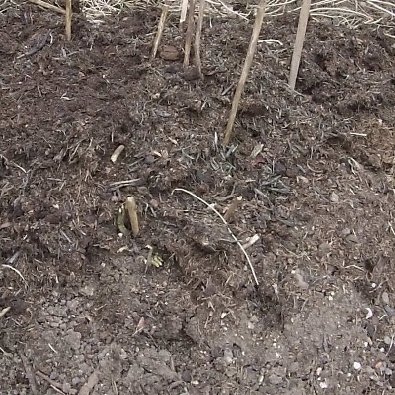 plant image 33763