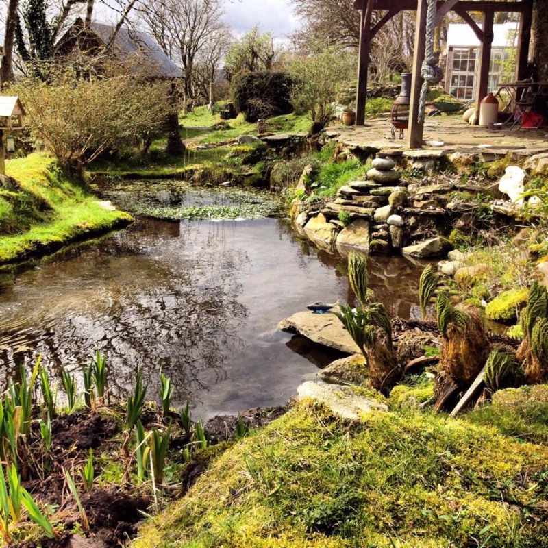 plant image 34484