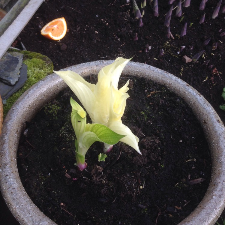 plant image 346946
