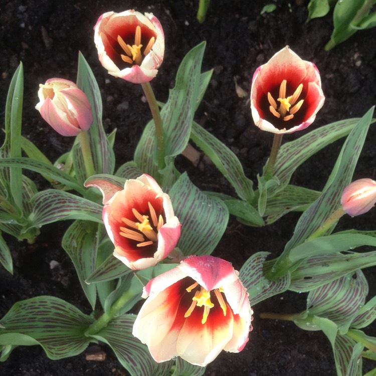 plant image 346950