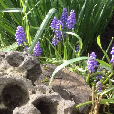 Grape Hyacinth (Species) Broad-Leaved Grape Hyacinth