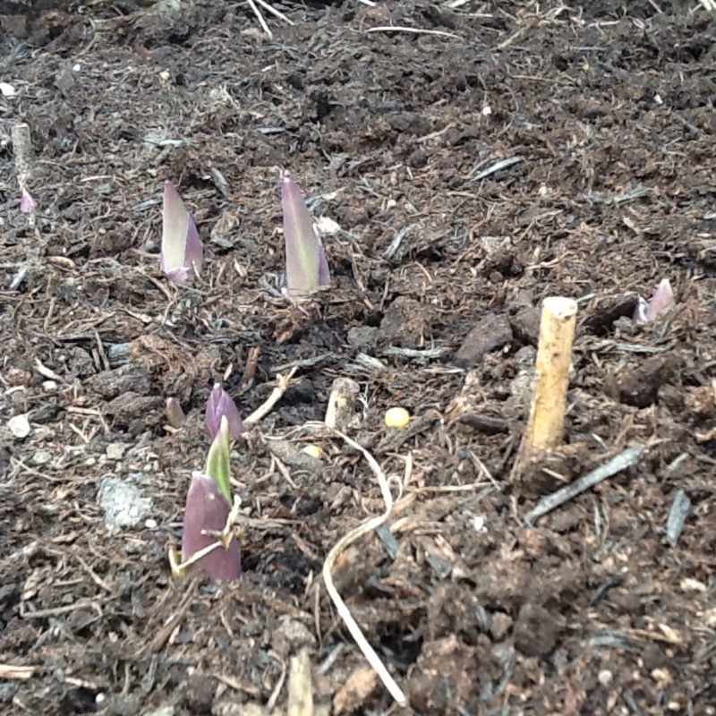 plant image 35078