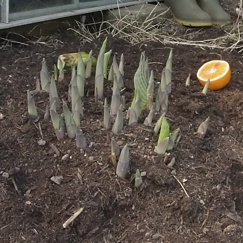 Hosta