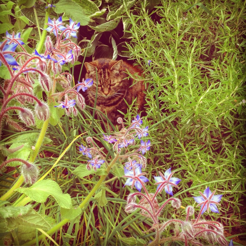 Borago officinalis