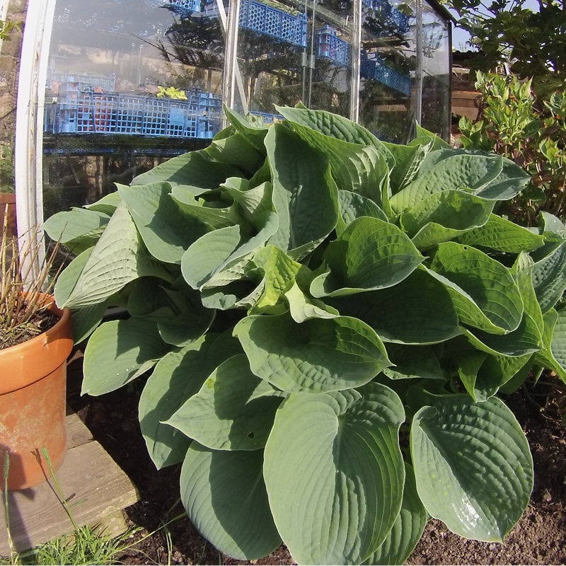 plant image 73459