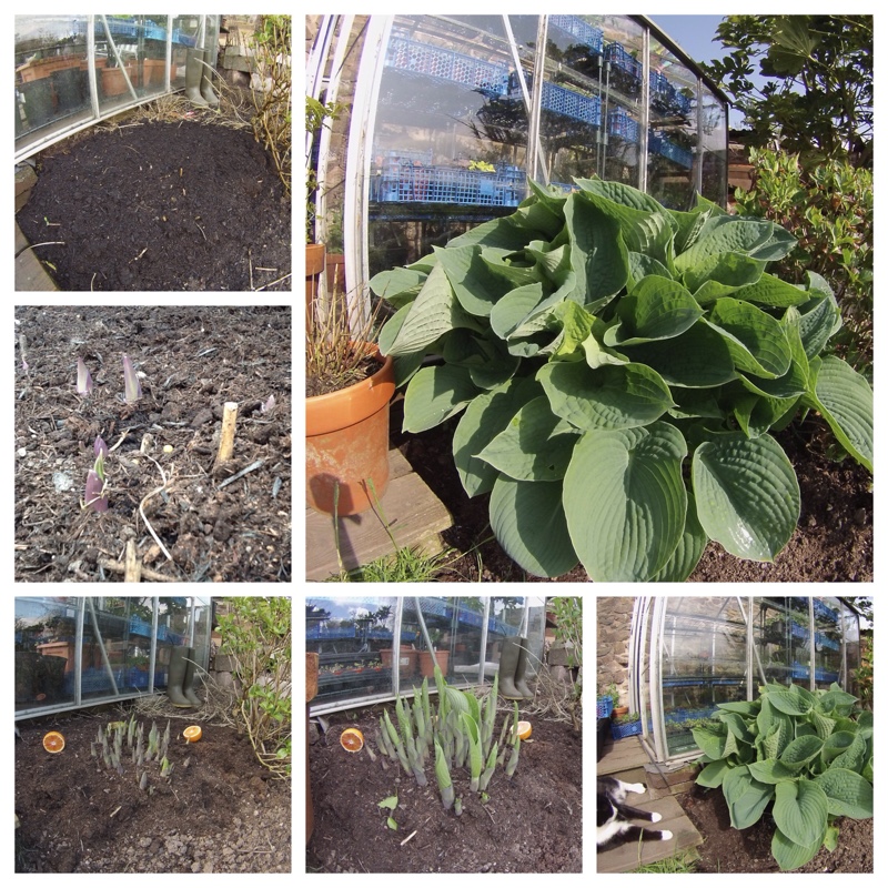 plant image 76654