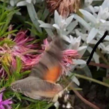 Karen's garden