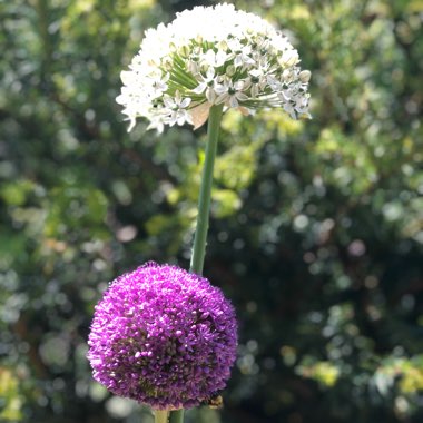 Allium