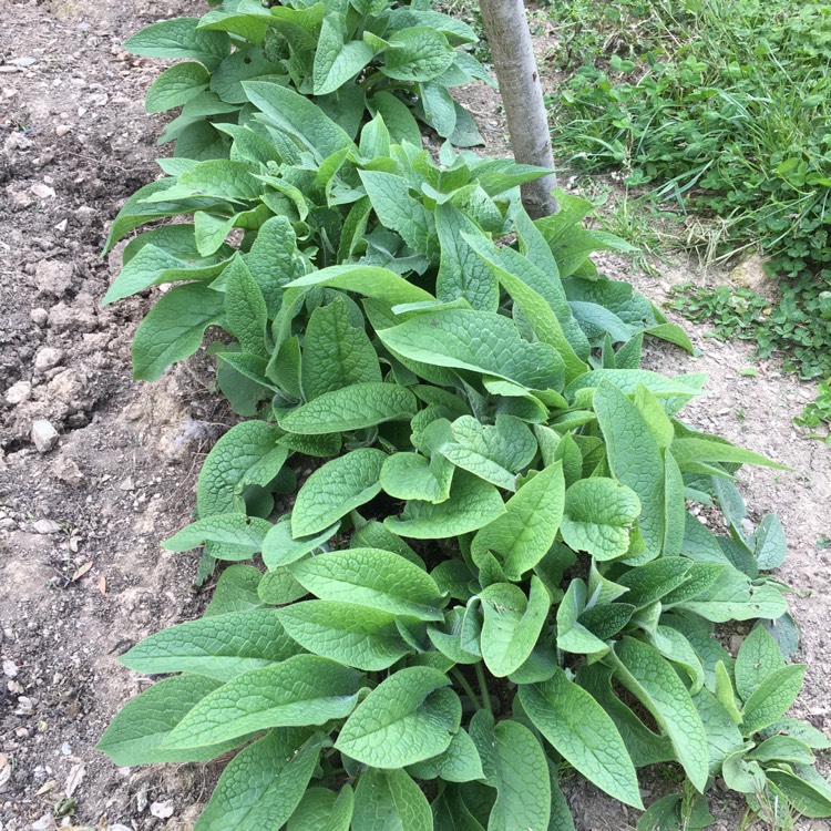 Plant image Symphytum officinale