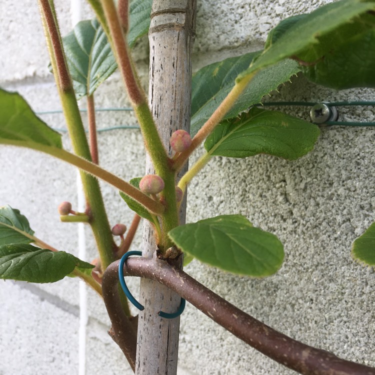 Plant image Actinidia deliciosa 'Jenny' syn. Actinidia chinensis 'Jenny'