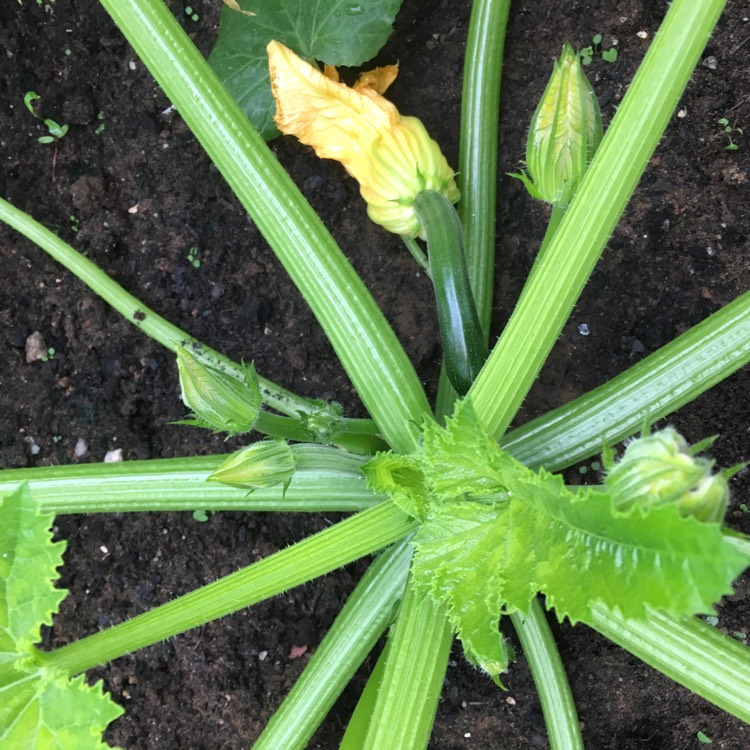 Plant image Cucurbita Pepo var. Cylindrica
