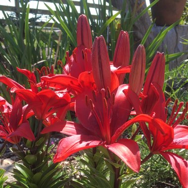 Lily (Species) Tiger Lily