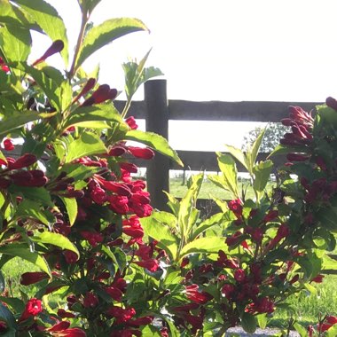 Weigela 'Korea'