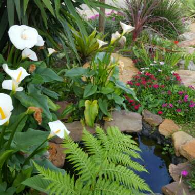 Karen's garden