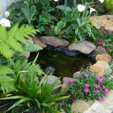 Karen's garden