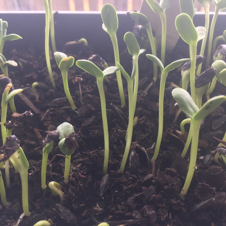 plant image 323512